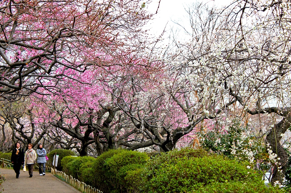 埼玉県花と緑の振興センター 観光マップ 埼玉県川口市